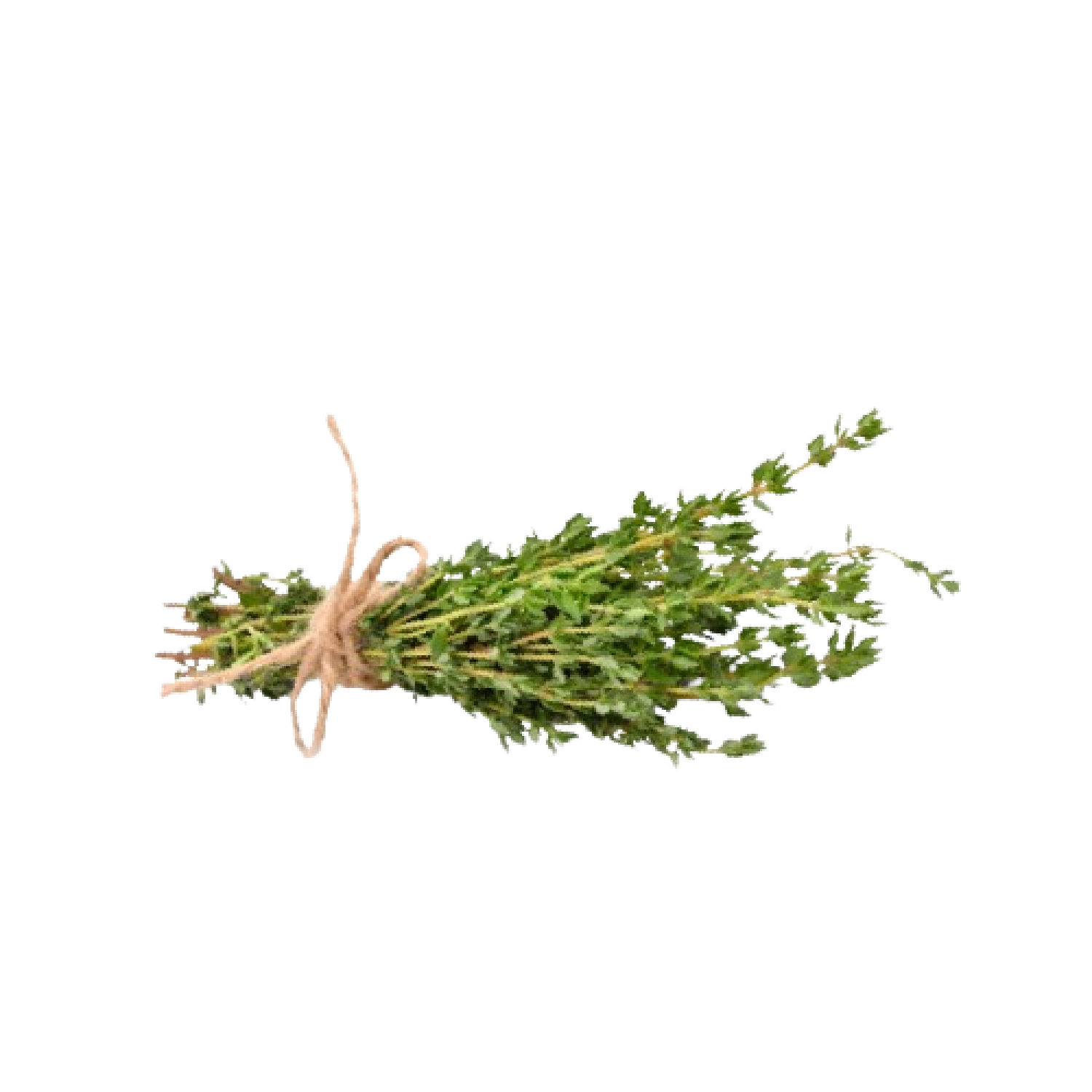 thyme in pot