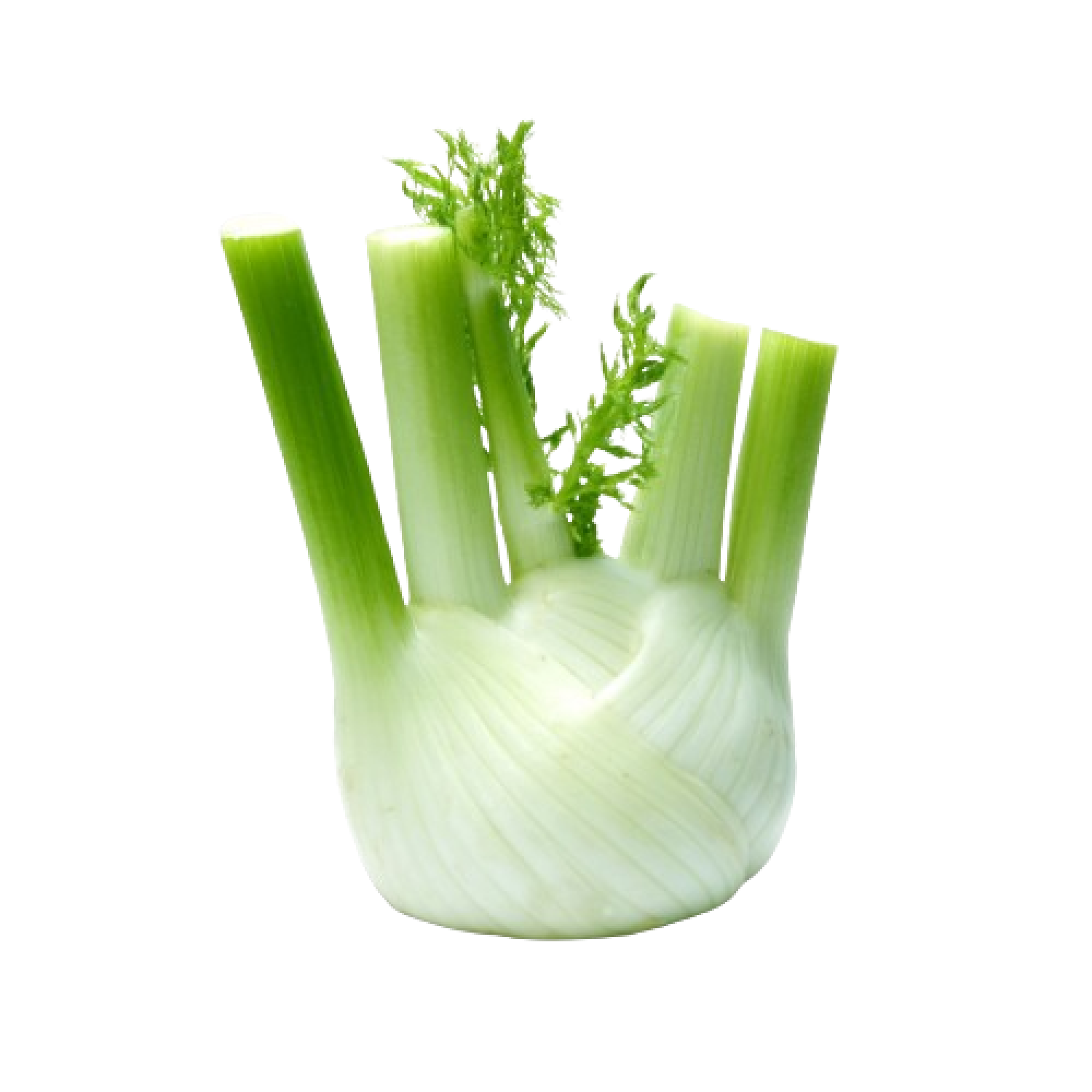 fennel holland