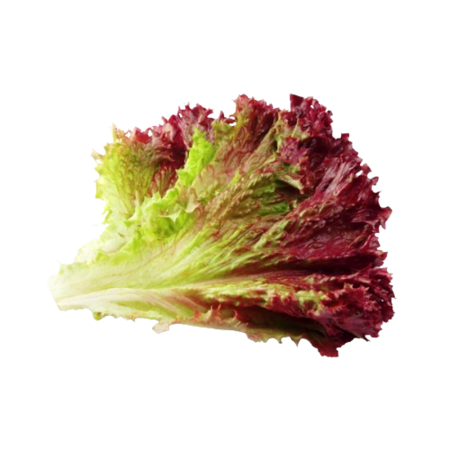 Lettuce red holland