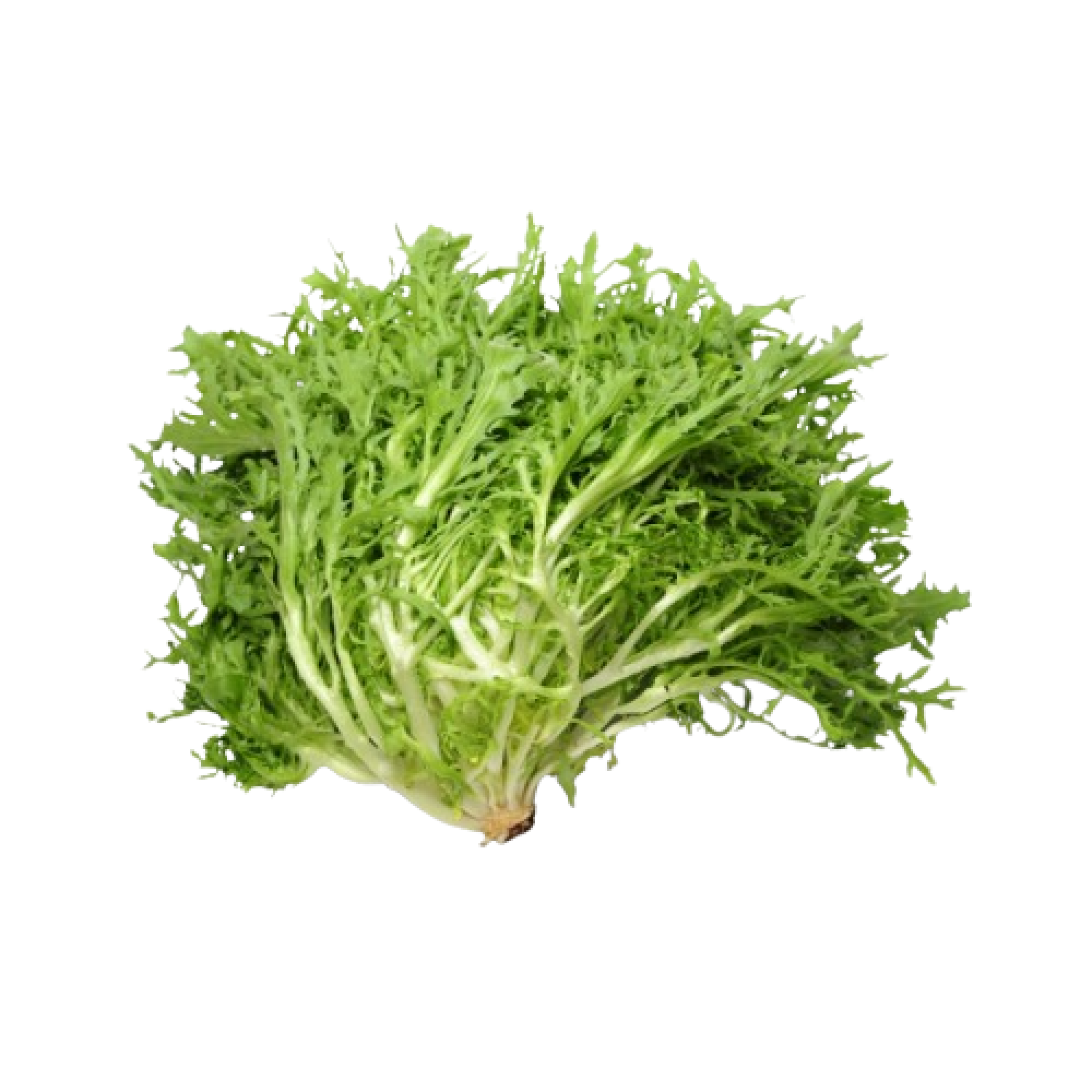 Lettuce Frisee Holland