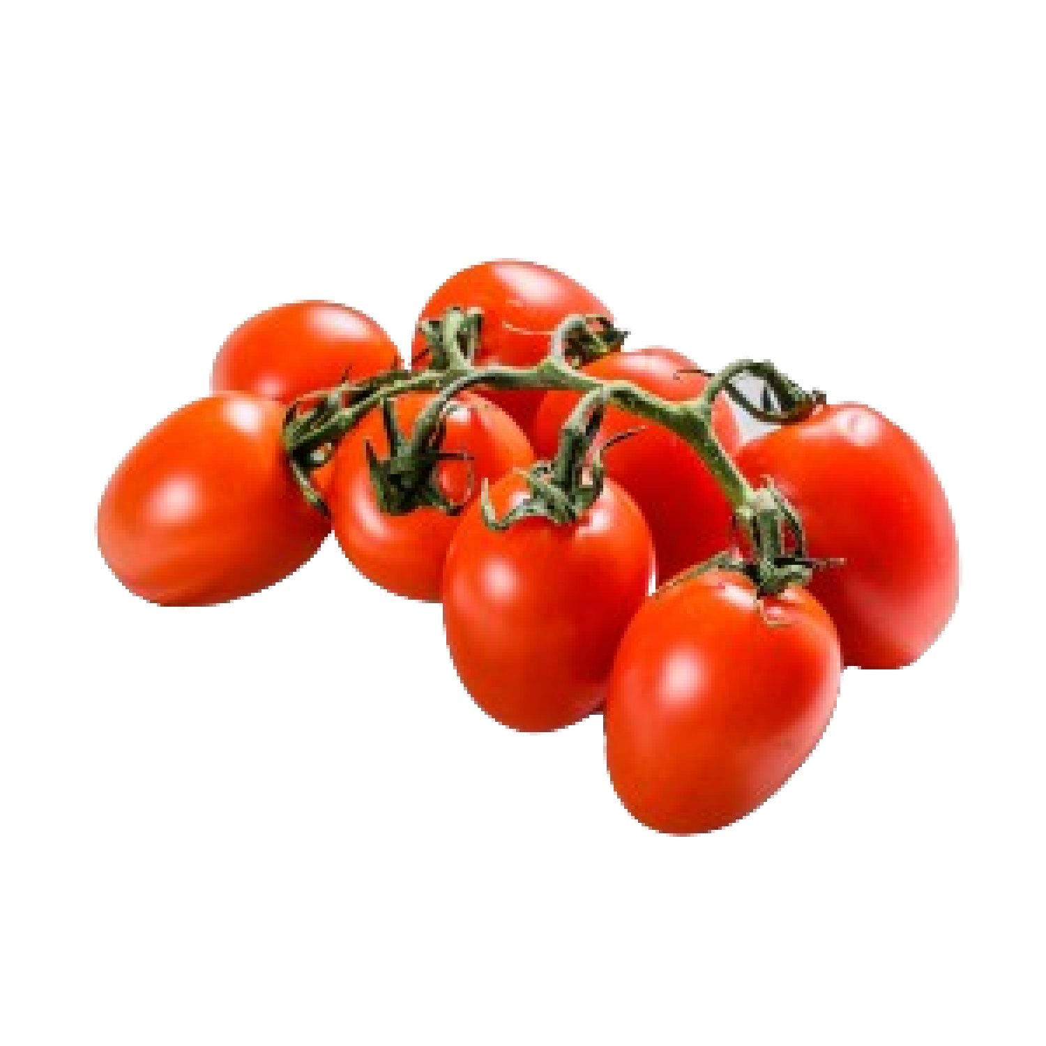 طماطم عنقودية هولندية