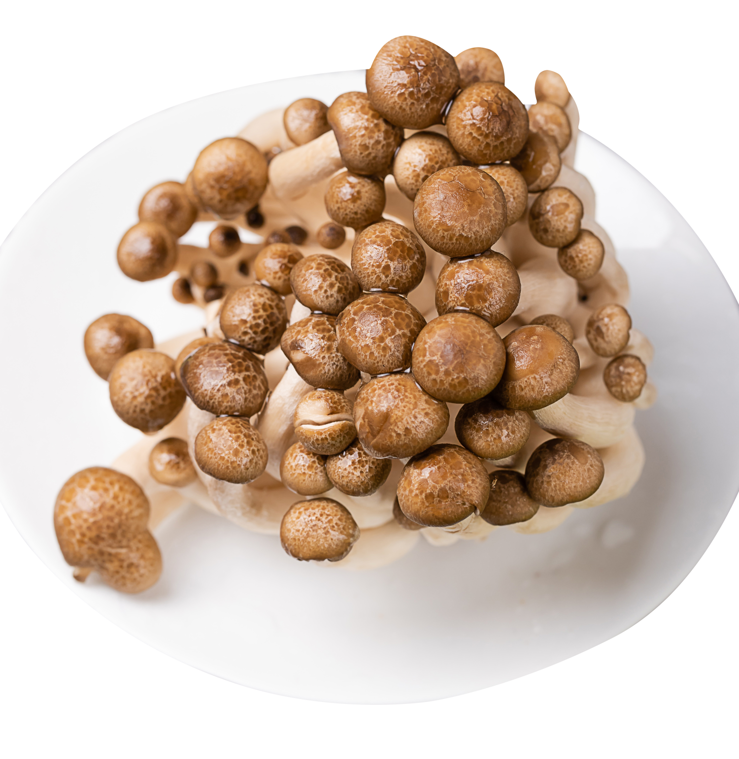 MUSHROOM SHIMEJI BROWN HOLLAND