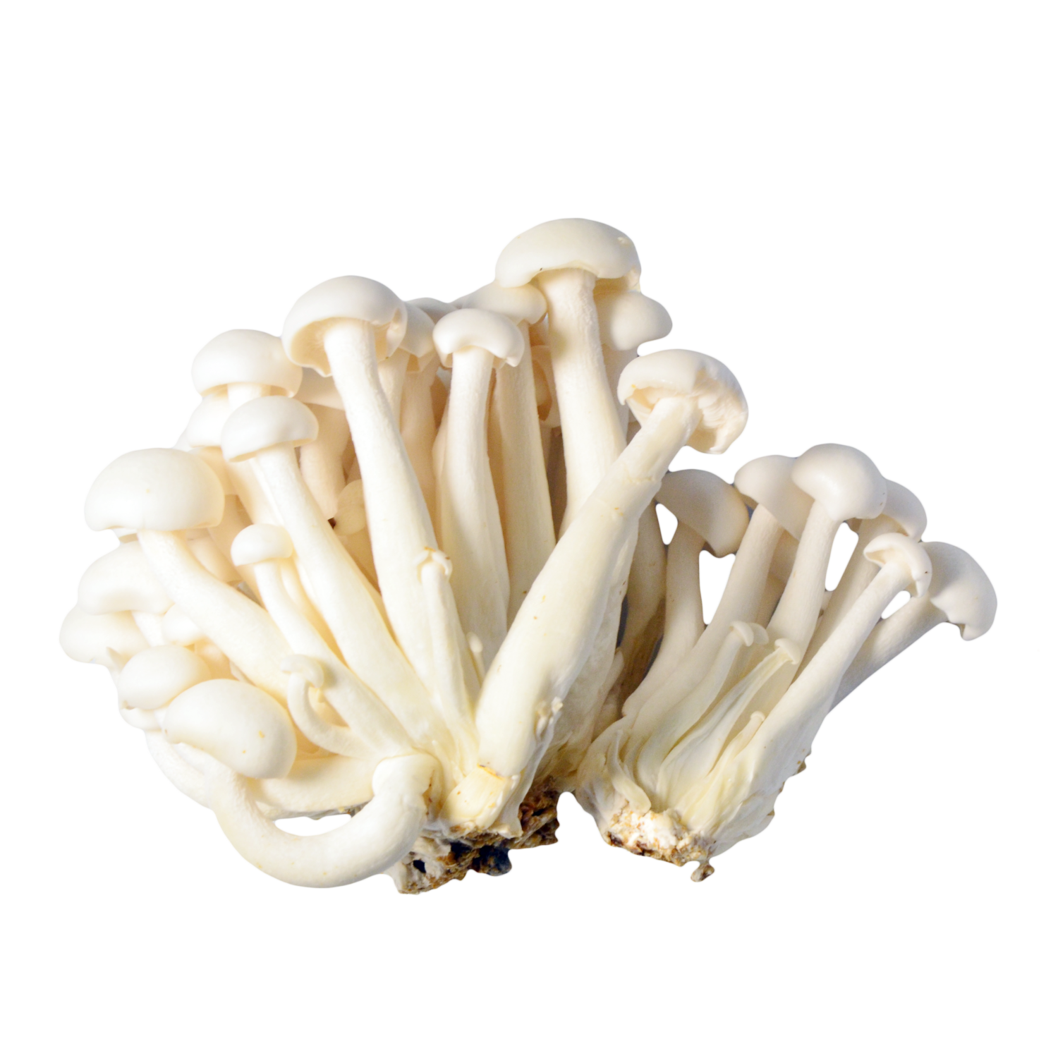 mushroom shimeji white