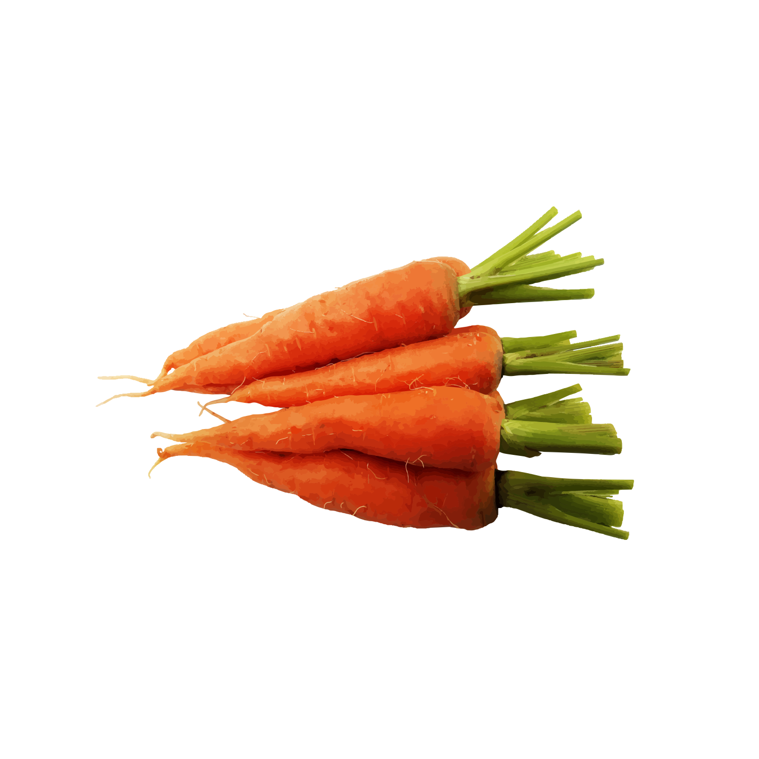 CARROT MINI 