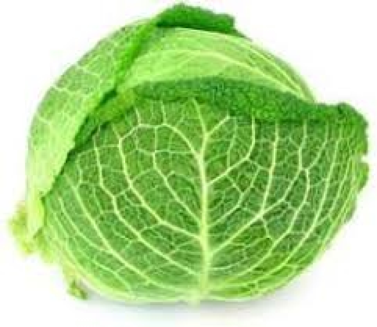 CABBAGE SAVOY HOLLAND 