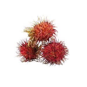 RAMBUTAN