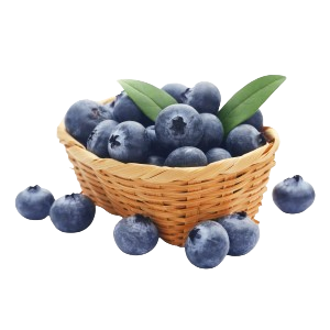  توت ازرق امريكي